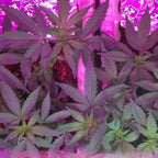 LED grow light illuminating purple-tinted cannabis plants with serrated leaves under magenta spectrum lighting indoors.