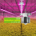 185W LED horticultural grow light suspended in greenhouse with magenta lighting and yellow flowering plants below.