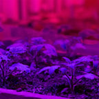 LED grow light illuminating seedlings under purple and pink spectrum lighting indoors.