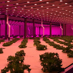 LED grow light installation in commercial greenhouse with magenta full-spectrum panels illuminating leafy green plants in row